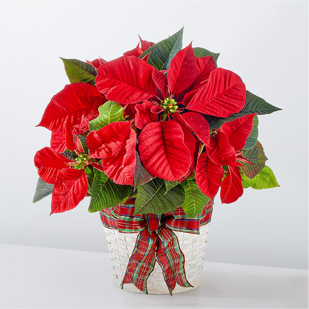 Happiest Holidays Poinsettia – Trail Florist Incorporated, Trail BC