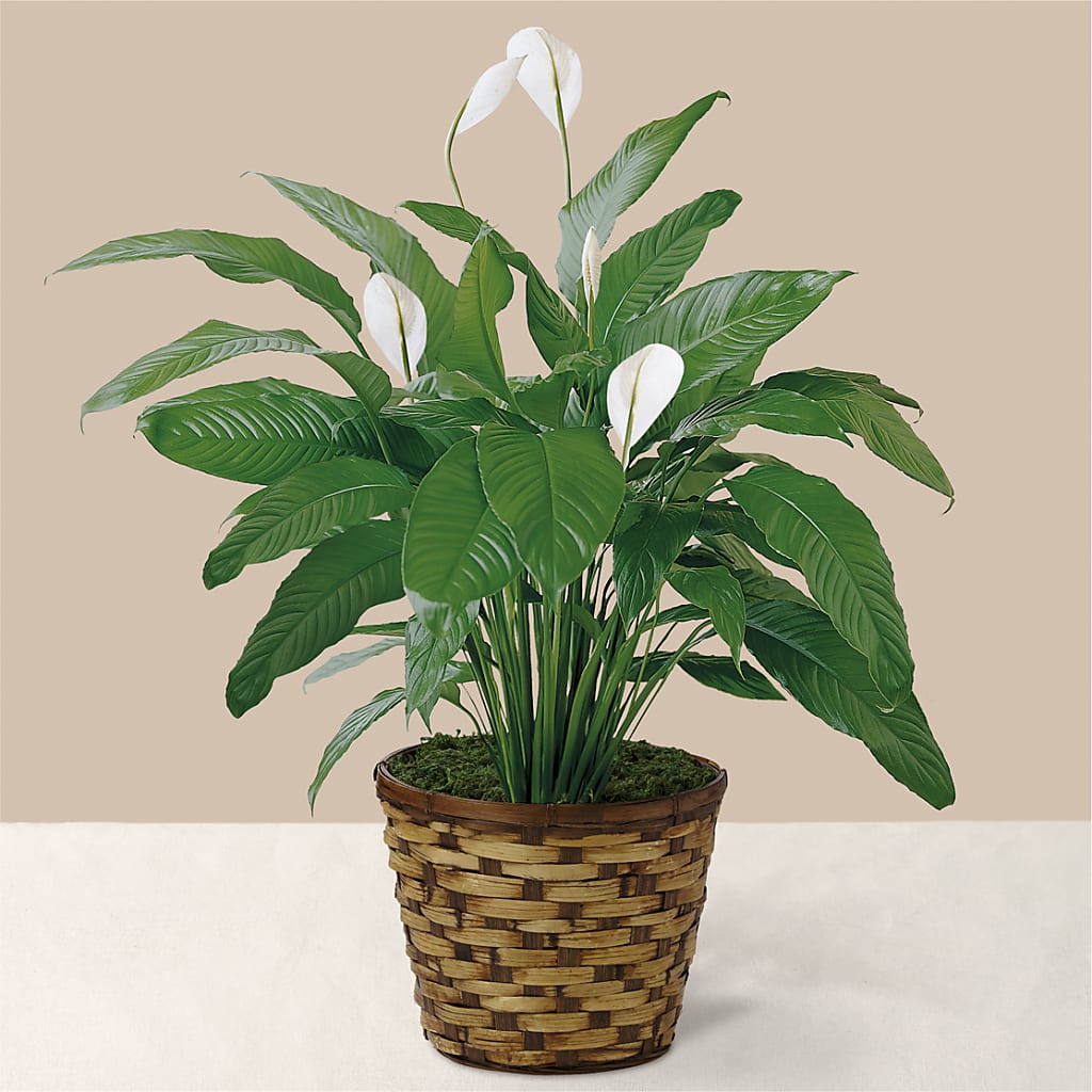 Tranquil Moments Peace Lily Plant – Trail Florist Incorporated, Trail BC
