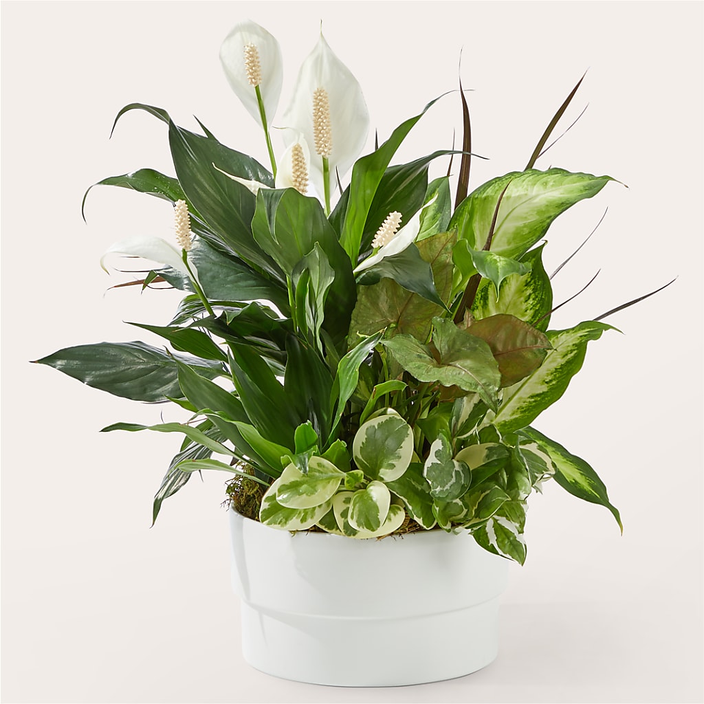 Radiating Positivity Dishgarden – Trail Florist Incorporated, Trail BC
