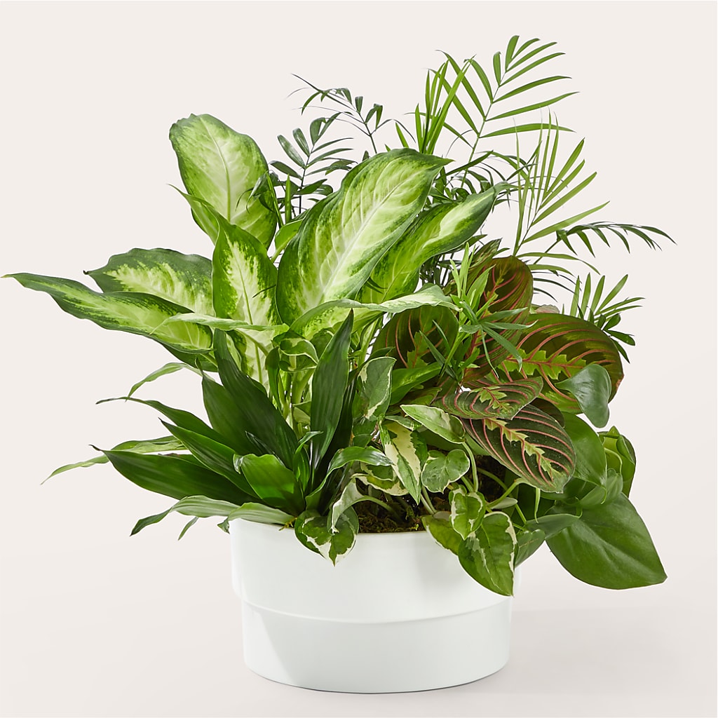 Radiating Positivity Dishgarden – Trail Florist Incorporated, Trail BC