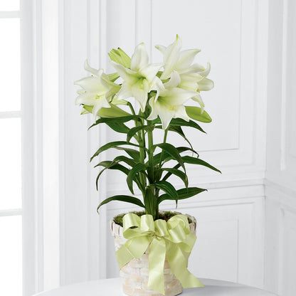Easter Lily Plant –  Trail Florist Incorporated, Trail BC