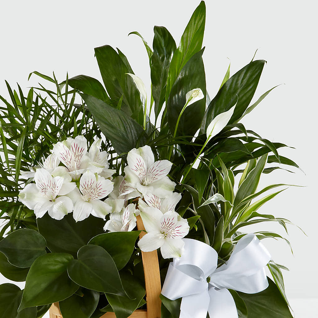 Peace & Serenity Dishgarden –  Trail Florist Incorporated, Trail BC