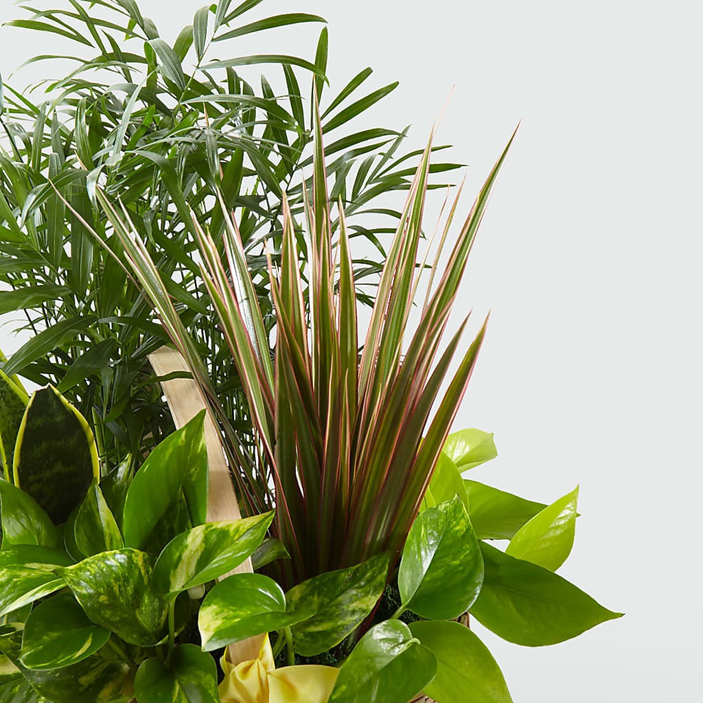 French Garden –  Trail Florist Incorporated, Trail BC
