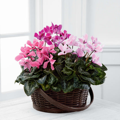 Mixed Cyclamen Planter –  Trail Florist Incorporated, Trail BC
