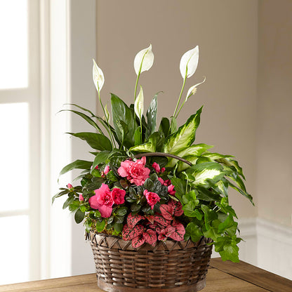 Dream in Pink Dishgarden –  Trail Florist Incorporated, Trail BC