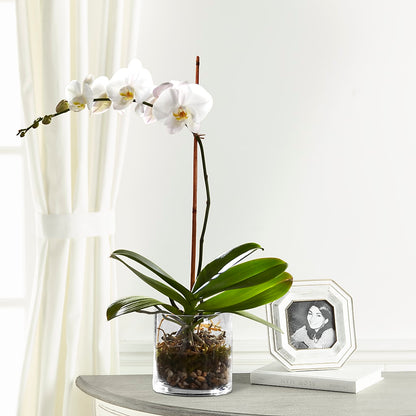 White Orchid Planter –  Trail Florist Incorporated, Trail BC